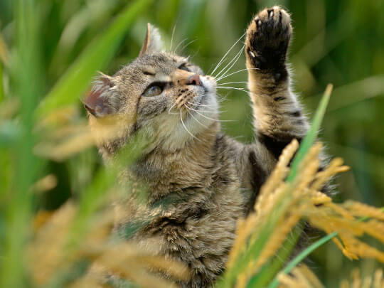 Tabby cat pawing at long grass