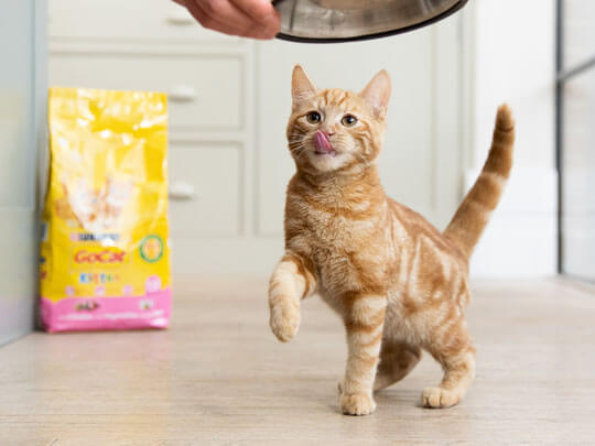 Go Cat being fed to a ginger cat