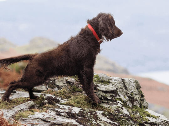 Dog looking out over rocky landscape