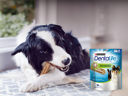 Collie eating a Dentalife sitck with the packet