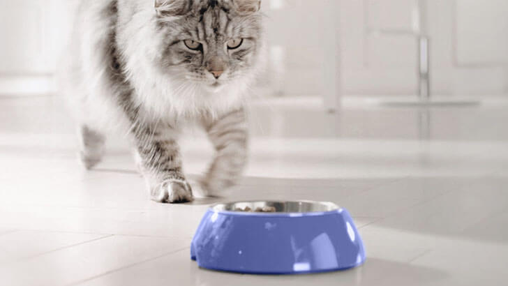 cat approaching blue bowl of food