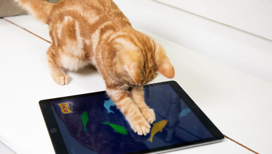 ginger cat playing with an ipad game