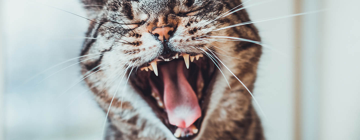 Why Do Cats Hiss? 6 Reasons Behind the Behaviour | Purina