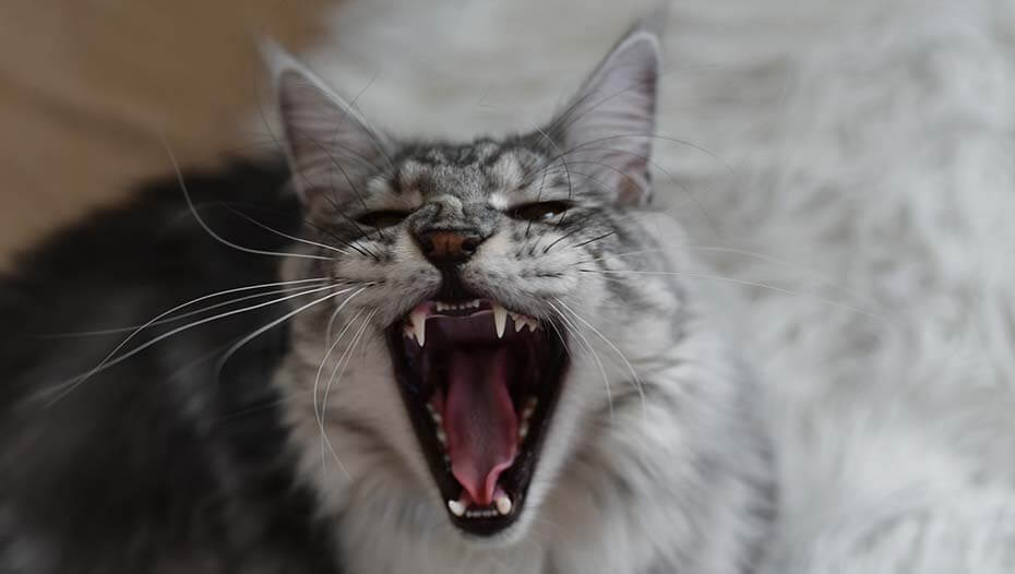 Why Do Cats Hiss? 6 Reasons Behind the Behaviour Purina