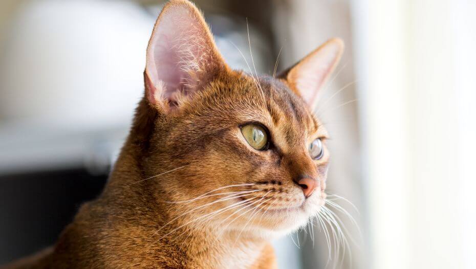 Abyssinian is watching at the window