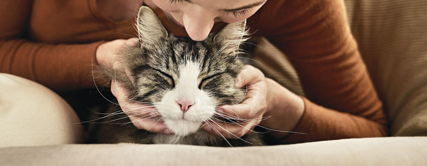 Cat Allergies The Myth Of Hypoallergenic Cats Purina