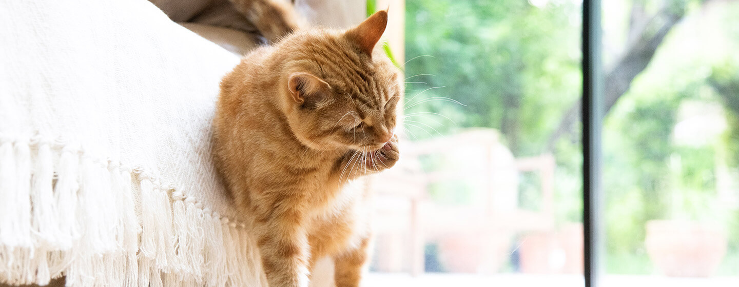 Why Cats Overgroom & How to Stop It | Purina
