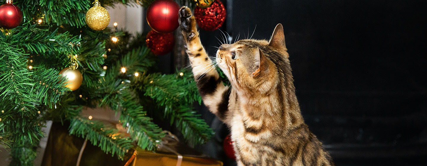 The Christmas cat