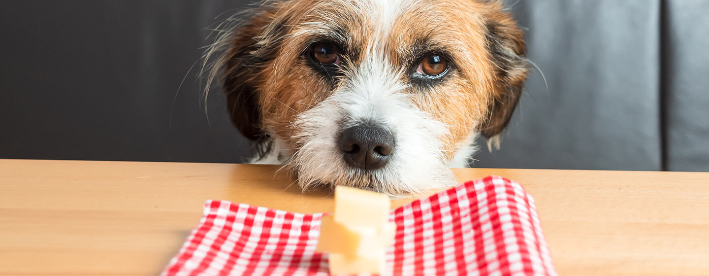 why do dogs look at you when you eat