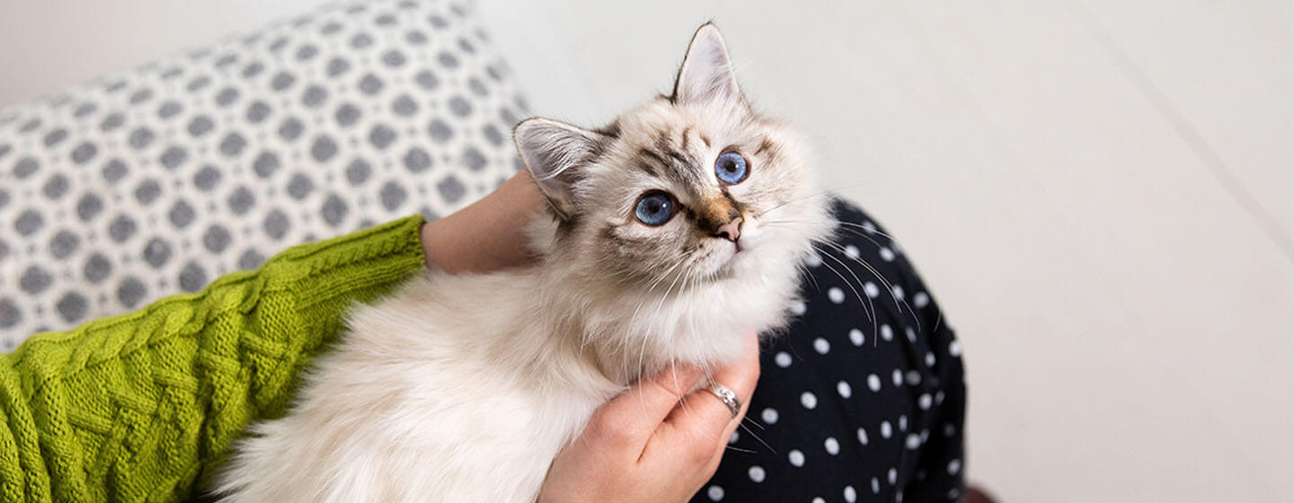 kitten on lap