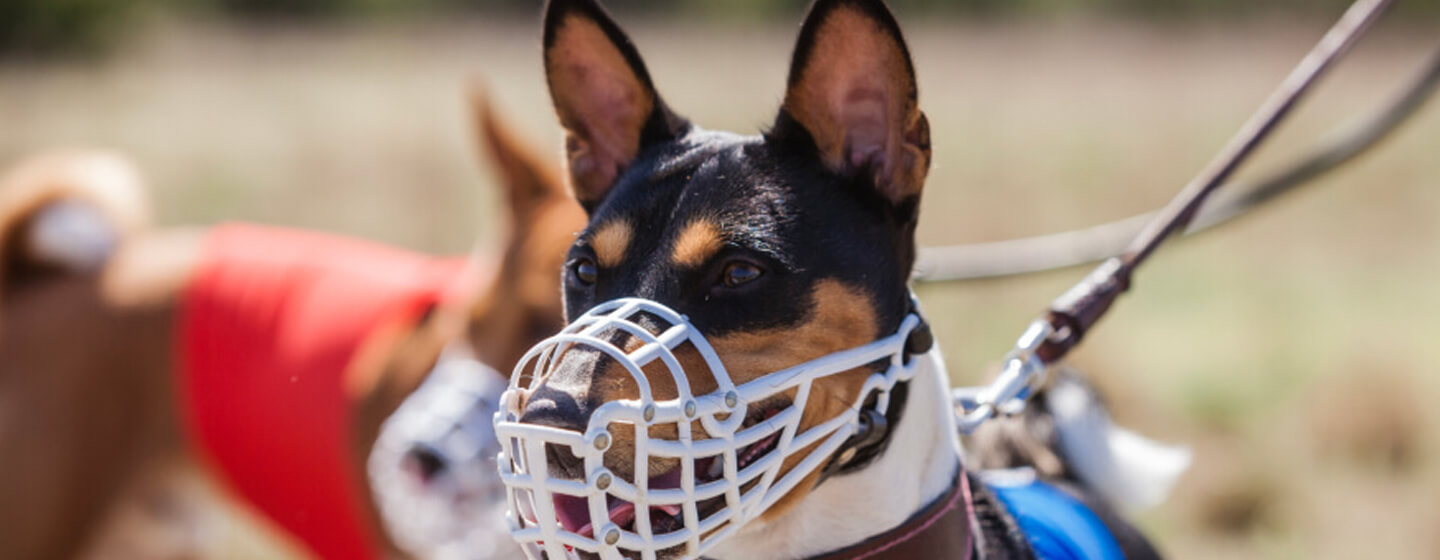 how long can a muzzle stay on a dog