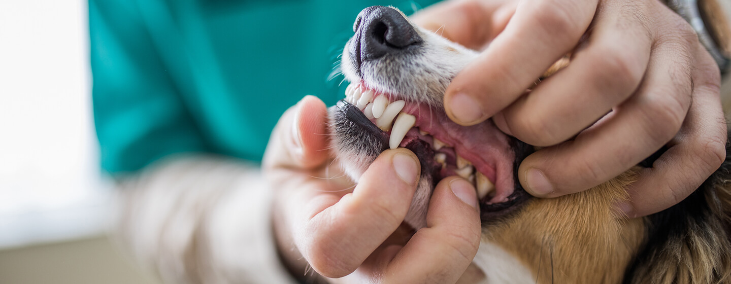 checking a dog's teeth