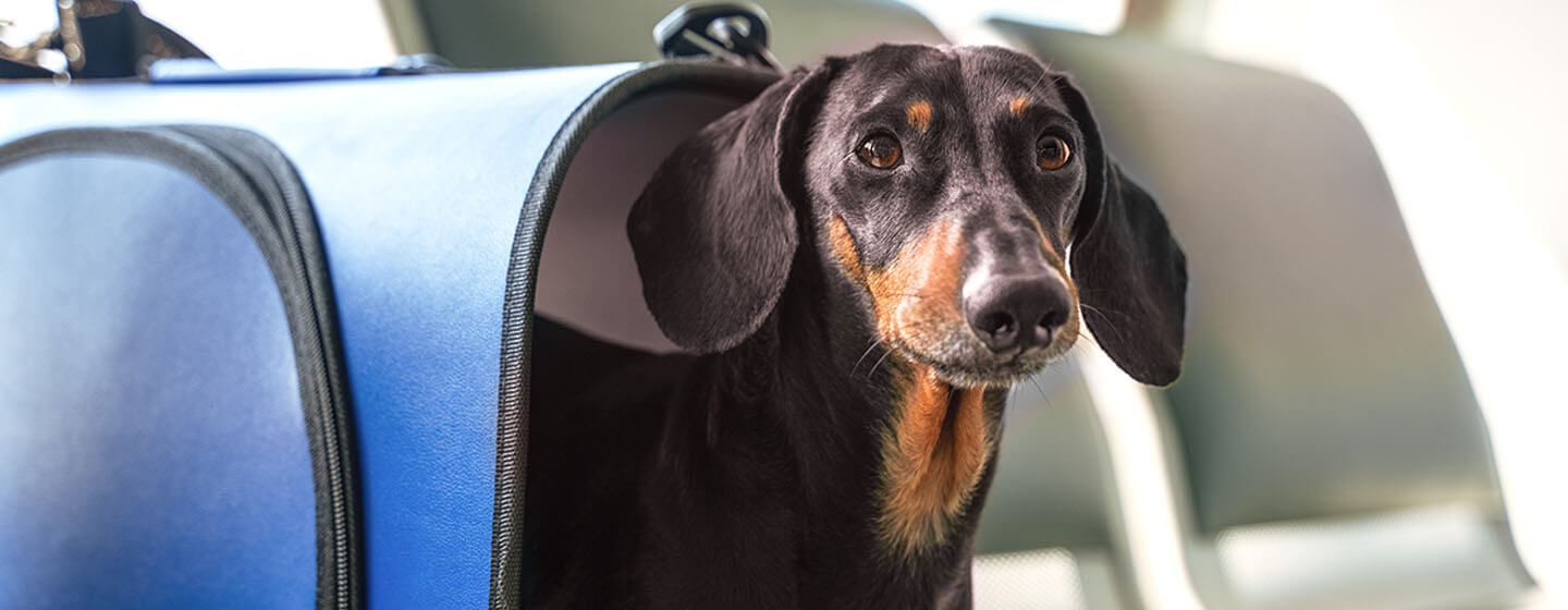 is it safe to fly a puppy on a plane