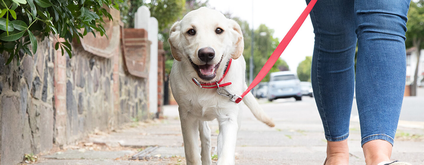 can puppies go on walks