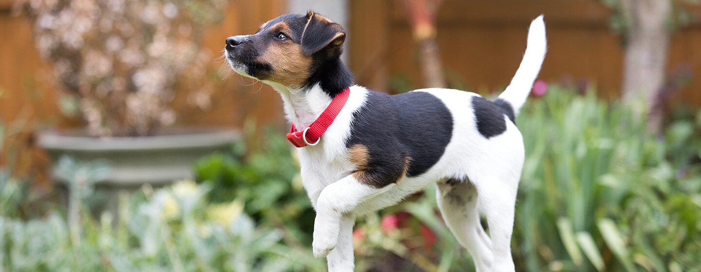 A Guide to Working Out With Your Dog