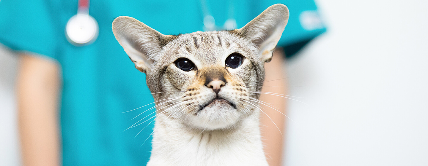 cat at the vet