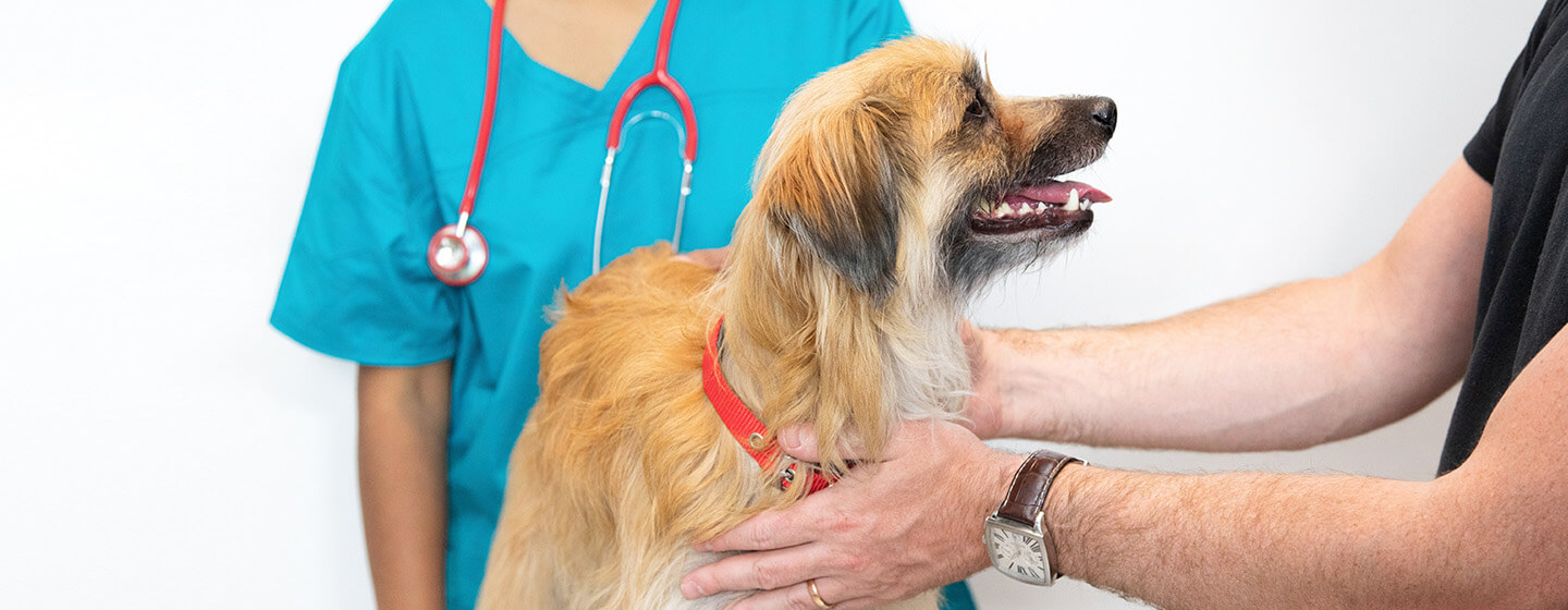 Veterinarians
veterinarians around me
veterinarians at court square
veterinarians act
veterinarians albany ny
veterinarians average salary
veterinarians around my area
veterinarians accepting new patients
veterinarians albuquerque
veterinarians near me