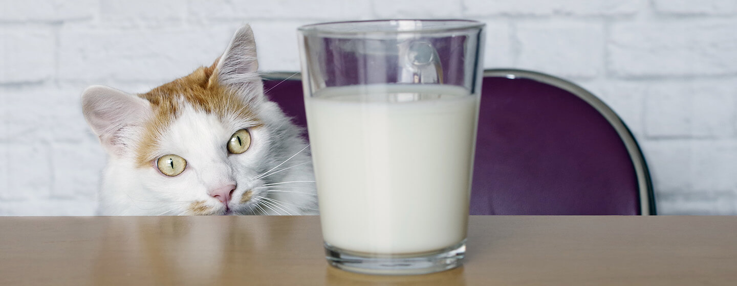 Is It Ok For Cats To Drink Milk? 