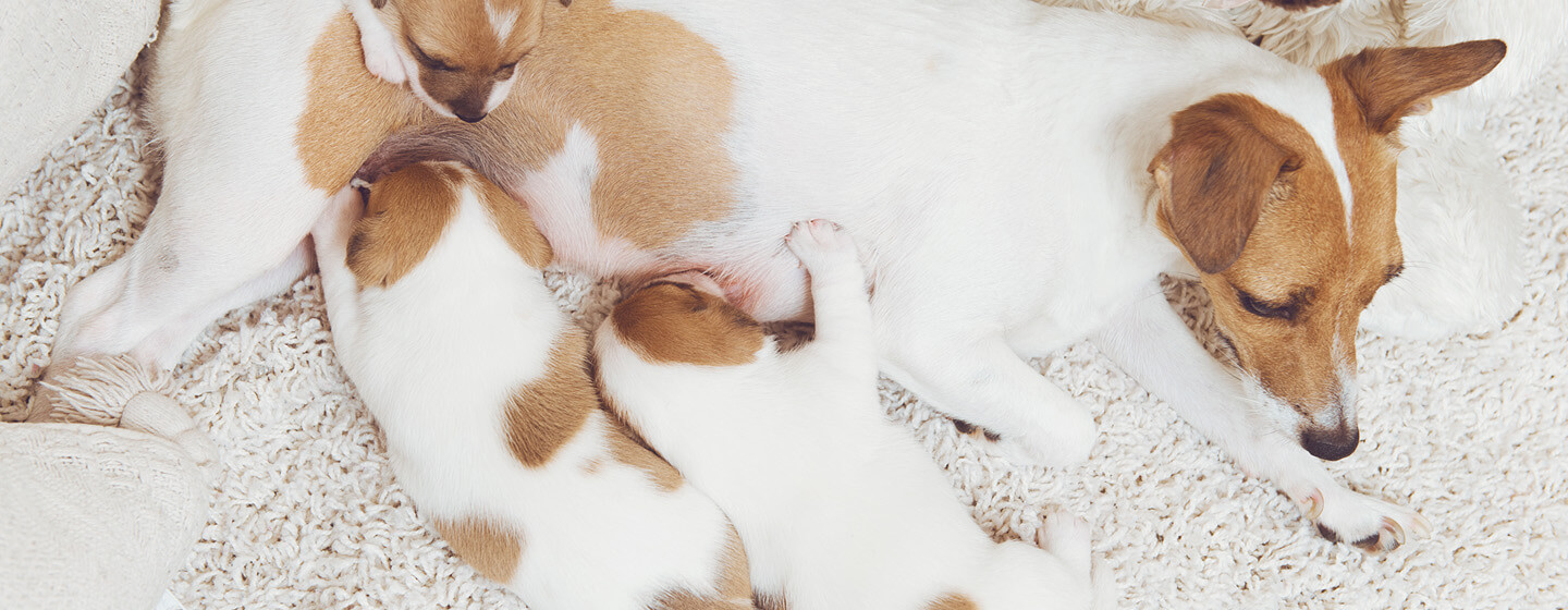 pregnant dog with puppies