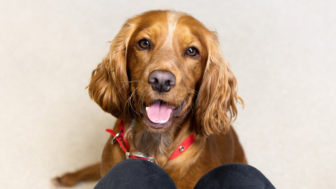 what does a brown nose on a dog mean