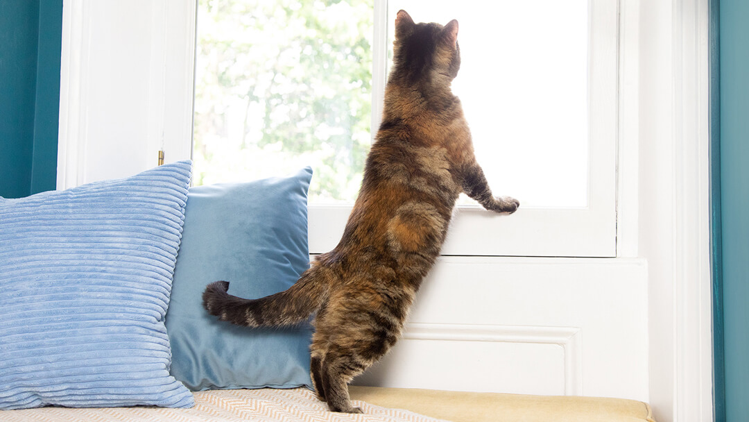 Keeping Indoor Cats & House Cats | Purina