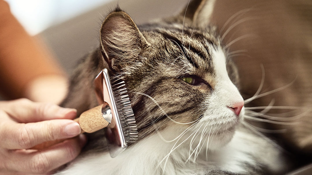 grooming a long-haired cat