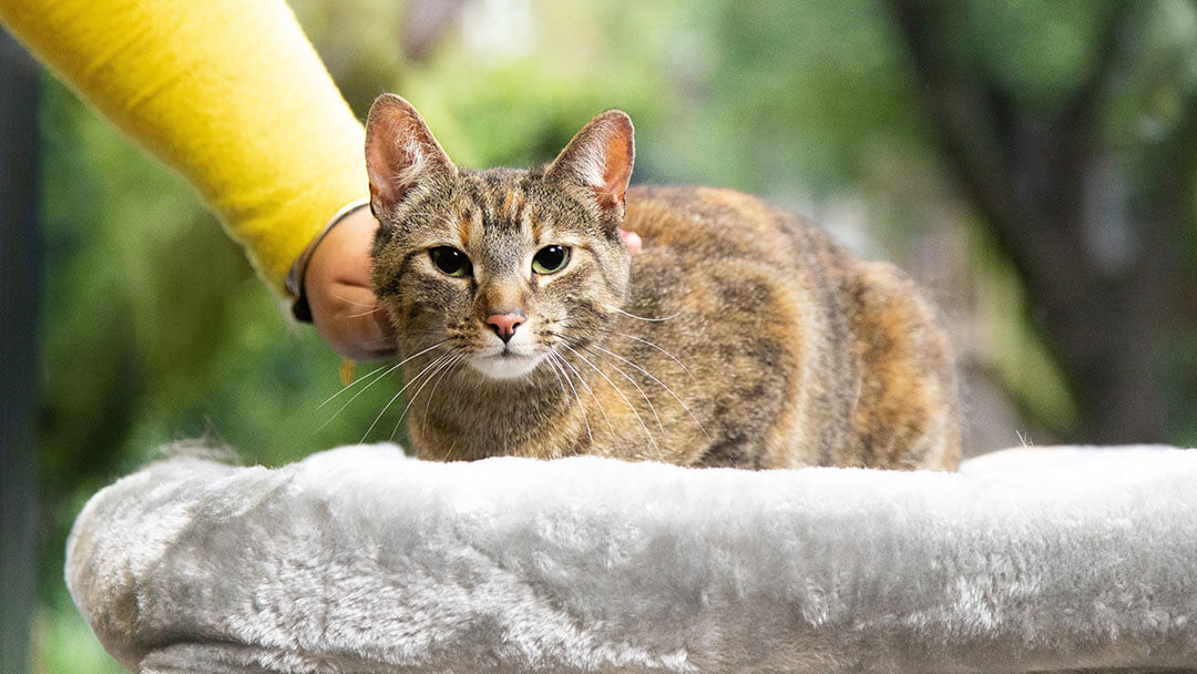 owner stroking cat on cat bed