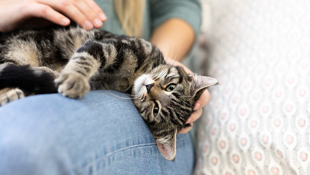 Why Do Cats Knead? Reasons Behind the Behaviour | Purina