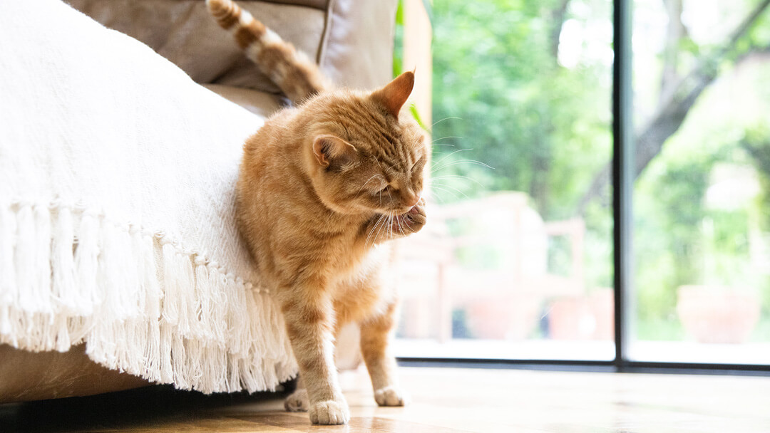 Why Cats Overgroom & How to Stop It | Purina
