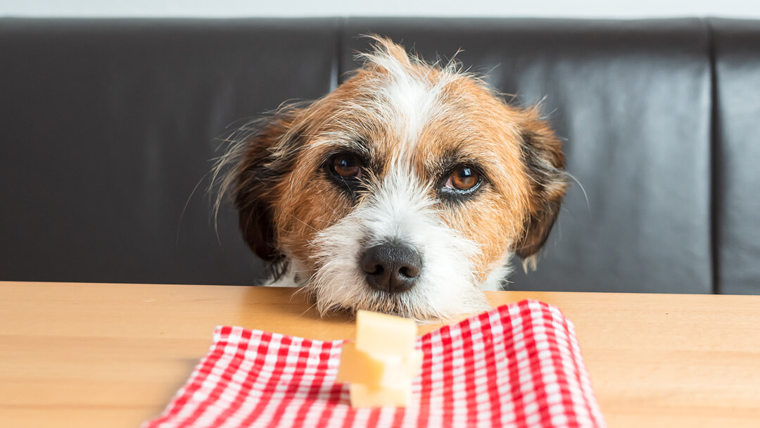 Can Dogs Eat Cheese? Read Before You Feed - Purina