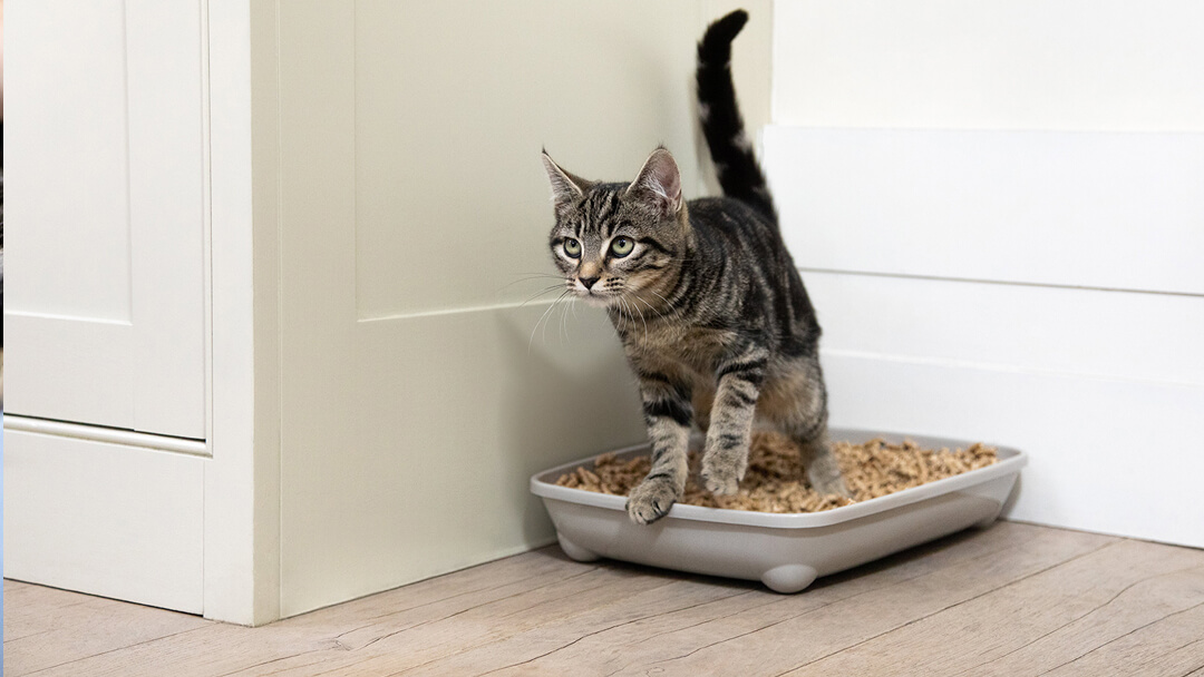 how to train an older cat to use a litter box