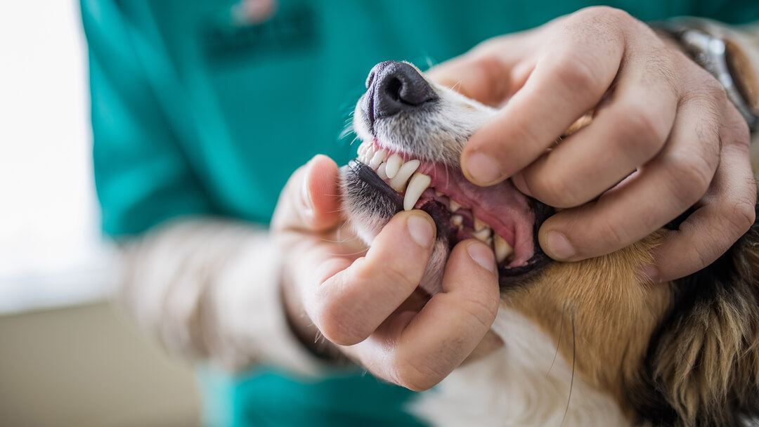 do dogs have bad germs in their mouths