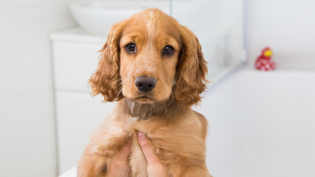 Golden-Haired Baths Time