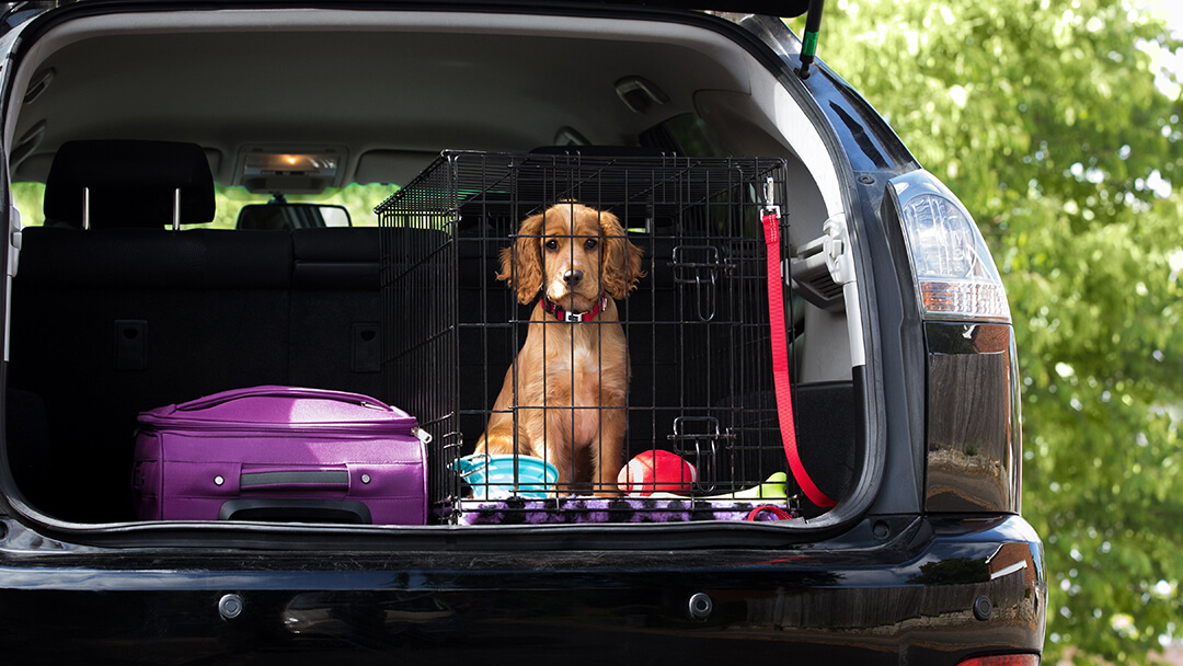 can you leave a dog in the car in winter