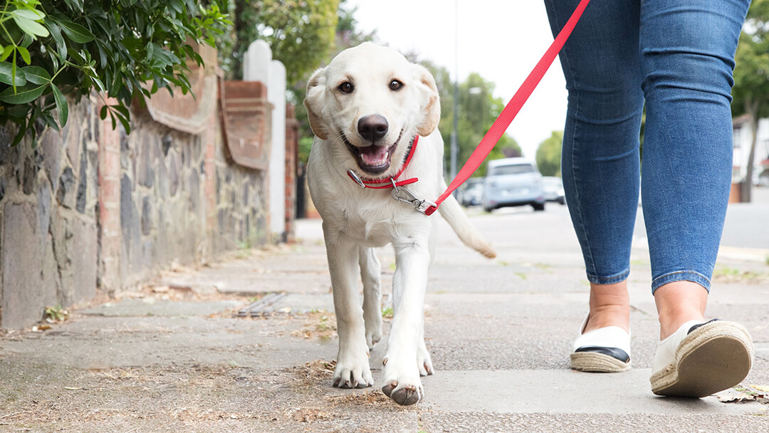 what age should puppies be walking