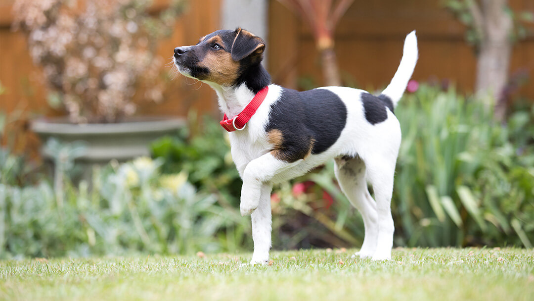 can a puppy be taken at 6 weeks