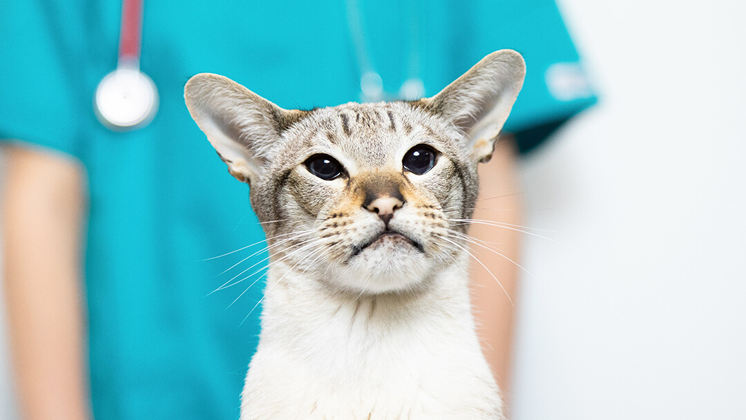 cat at the vet