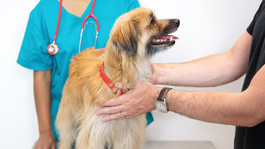 The Importance of Vet Check-Ups For Your Dog | Purina