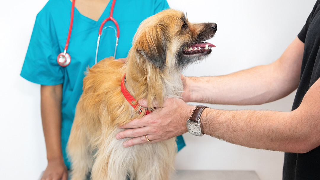 dog getting check up at the vet