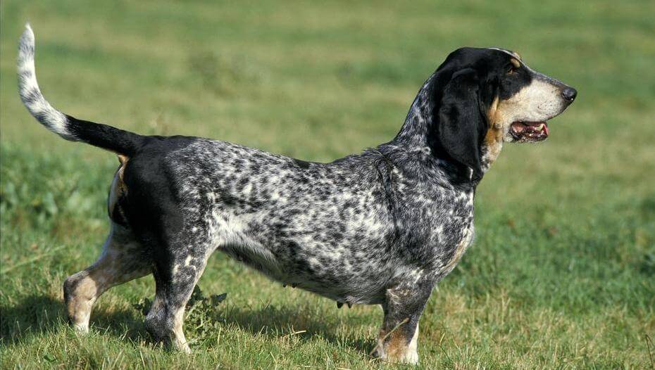 The Wonderful World of Basset Bleu de Gascogne: A Guide to This Adorable Breed 16 Dog Socialization