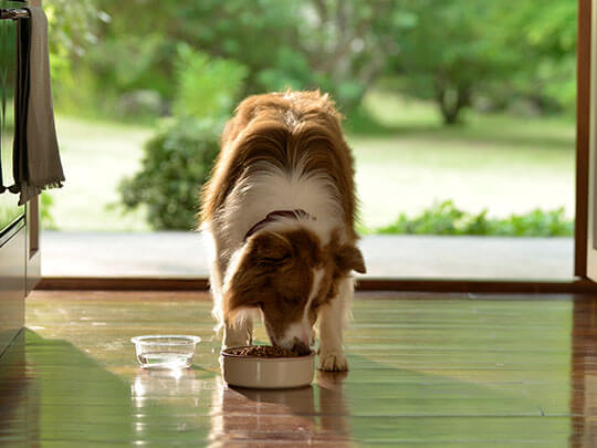 beyond dog grainfree