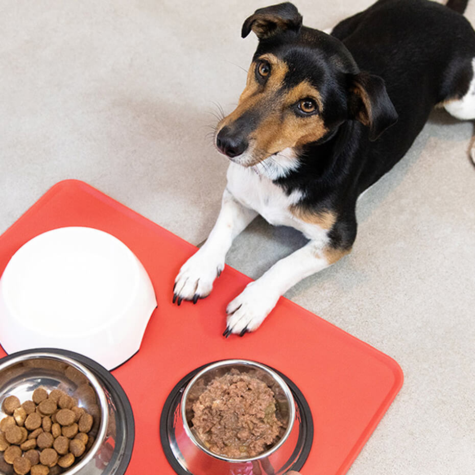 Poisonous Substances And Toxic Foods For Dogs | Purina