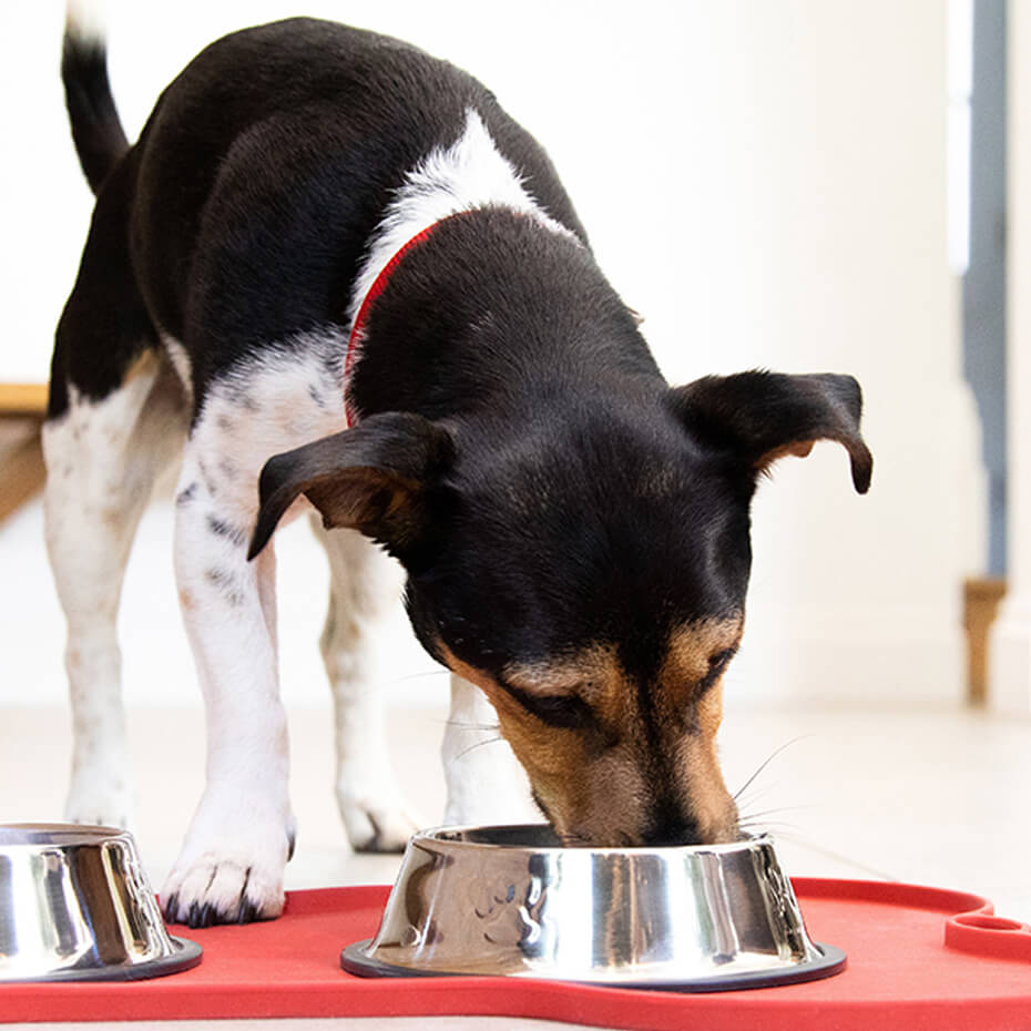 The Smallest Dog in the World (Plus the 7 Smallest Dog Breeds