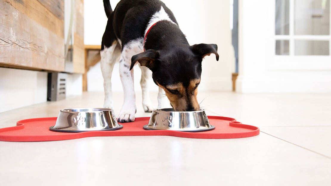 dog eating out of a bowl