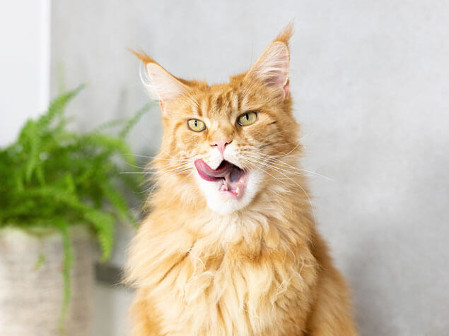 ginger cat licking lips