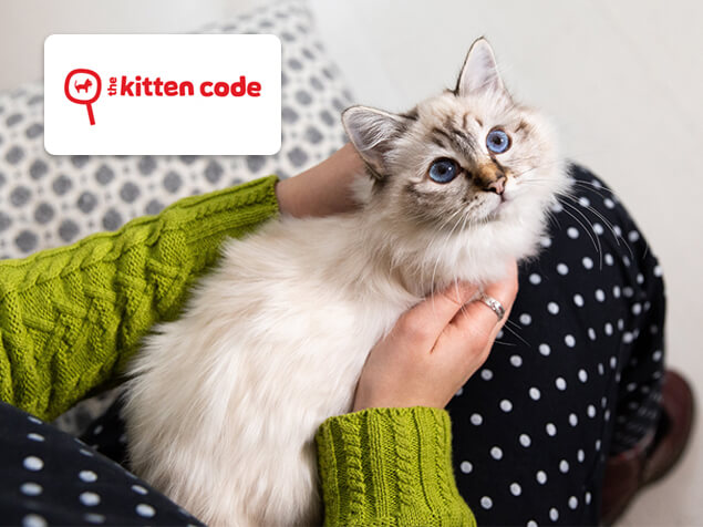 kitten sitting on someone's lap