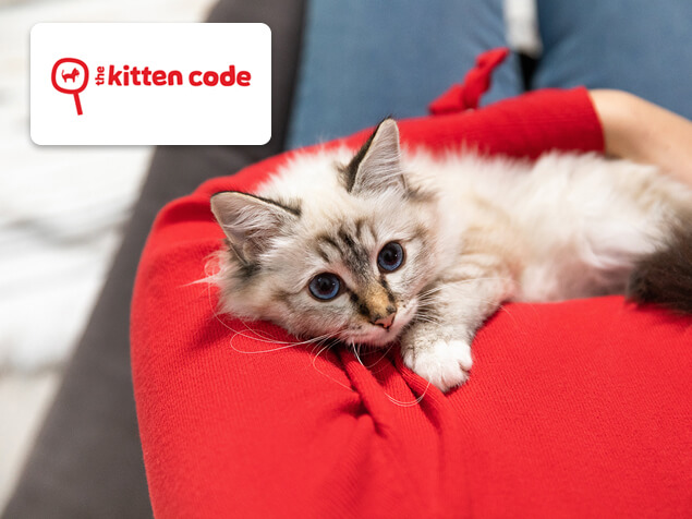 kitten sitting on someone's lap