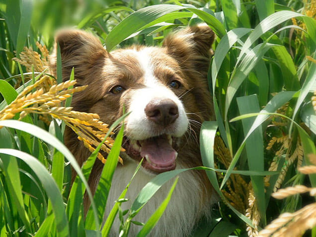 beyond dog