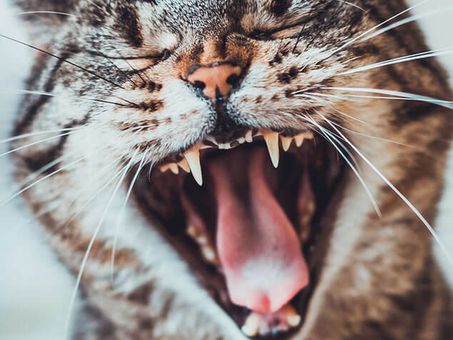 cat yawning