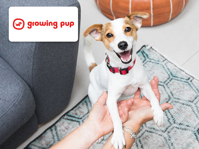 happy puppy jumping into owner's arms